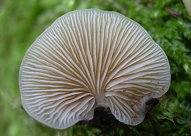 Nel  Regno  della  Jurana